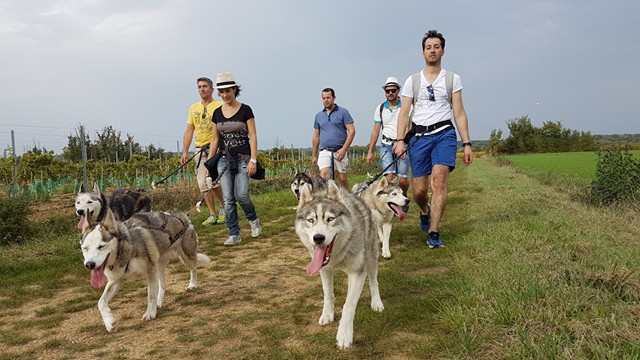 Balade en chiens de traîneau en Anjou - Saumur