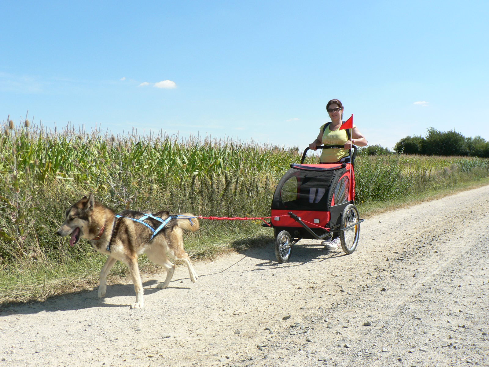 Balade en chiens de traîneau en Anjou - Saumur