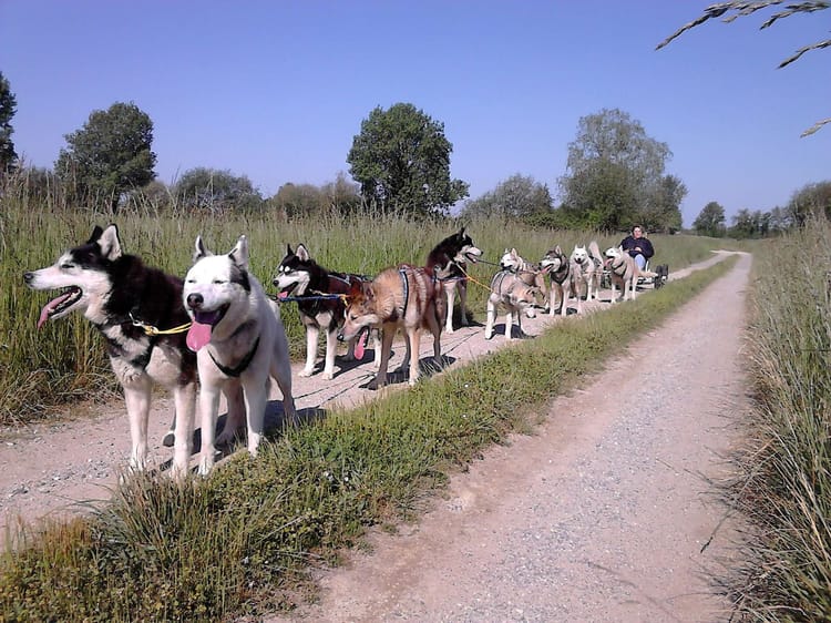 Balade en chiens de traîneau en Anjou - Saumur