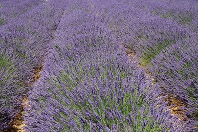 Trouver une activité pour un EVJF à Aix-en-Provence